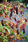 PHYTOLACCA AMERICANA