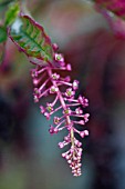 PHYTOLACCA AMERICANA