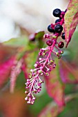 PHYTOLACCA AMERICANA