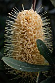 BANKSIA GRANDIS