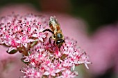 SEDUM SIEBOLDII WITH BEE