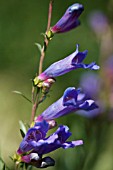 PENSTEMON HETEROPHYLLUS ELECTRIC BLUE