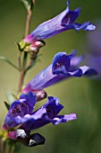 PENSTEMON HETEROPHYLLUS ELECTRIC BLUE