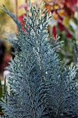 CHAMAECYPARIS LAWSONIANA VAN PELTS BLUE