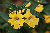 MIMULUS GEORGIE BOY YELLOW