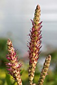 LEUCOSCEPTRUM STELLIPILUM OCTOBER MOON