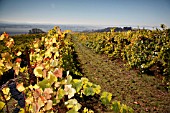 VITIS VINIFERA PINOT NOIR IN VINEYARD