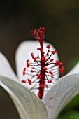 HIBISCUS ARNOTTIANUS SSP. ARNOTTIANUS