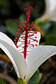 HIBISCUS ARNOTTIANUS SSP. ARNOTTIANUS