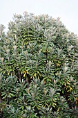 PITTOSPORUM HOSMERI