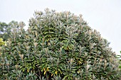 PITTOSPORUM HOSMERI