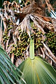 PRITCHARDIA SCHATTAUERI