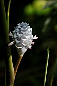 CALATHEA BURLE-MARXII