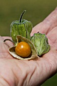 PHYSALIS PERUVIANA