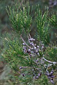 CASUARINA CUNNINGHAMIANA