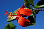 HIBISCUS KOKIO SSP. SAINTJOHNIANUS