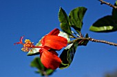 HIBISCUS KOKIO SSP. SAINTJOHNIANUS