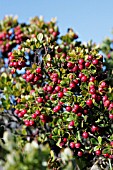 VACCINIUM RETICULATUM