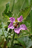 RUBUS HAWAIIENSIS