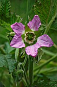 RUBUS HAWAIIENSIS