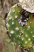 OPUNTIA FICUS-INDICA AFFECTED BY BIOLOGICAL CONTROL