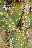 OPUNTIA FICUS-INDICA AFFECTED BY BIOLOGICAL CONTROL