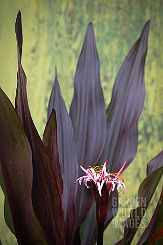 CRINUM_PROCERUM_VAR_SPLENDENS