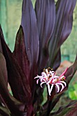 CRINUM PROCERUM VAR. SPLENDENS