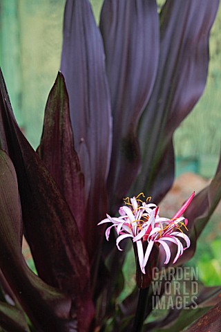 CRINUM_PROCERUM_VAR_SPLENDENS