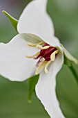 TRILLIUM FLEXIPES