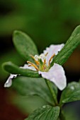 TRILLIUM PUSILLUM