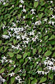 EPIMEDIUM GRANDIFLORUM VAR. HIGOENSE BANDIT