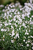 CARDAMINE PRATENSIS SALZACH