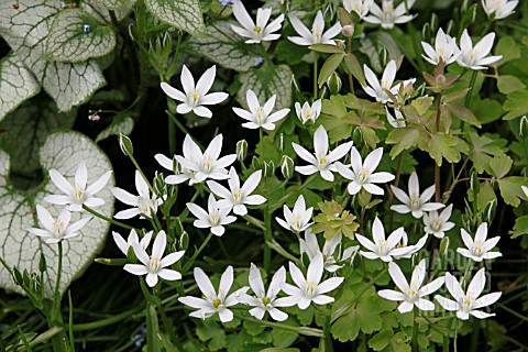 ORNITHOGALUM_UMBELLATUM