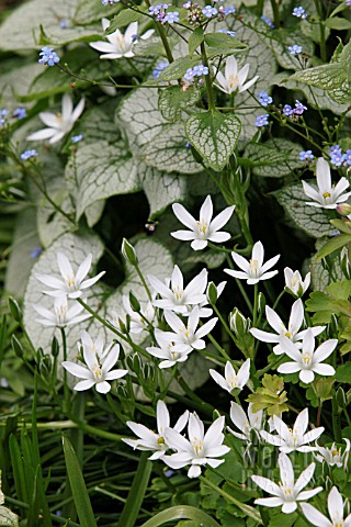 ORNITHOGALUM_UMBELLATUM