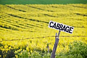 FLOWERING CABBAGE FIELD FOR SEED CROP