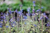 MECONOPSIS HORRIDULA