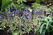 MECONOPSIS HORRIDULA