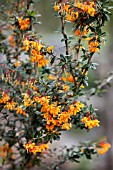 BERBERIS X LOLOGENSIS