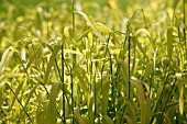 MILIUM EFFUSUM AUREUM