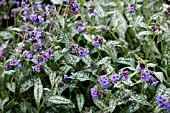 PULMONARIA TREVI FOUNTAIN