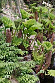 GUNNERA MANICATA FLOWERING BESIDE STREAM