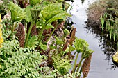 GUNNERA MANICATA FLOWERING BESIDE STREAM