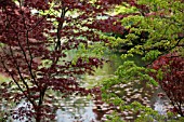 ACER PALMATUM AT HERON LAKE, VANDUSEN BOTANICAL GARDEN, CANADA