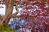 ACER PALMATUM HESSEI OVER LAKE