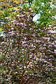 RHODODENDRON WALLICHII