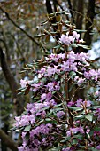 RHODODENDRON WALLICHII