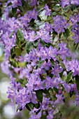 RHODODENDRON AUGUSTINII