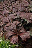 RODGERSIA PODOPHYLLA