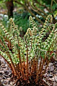 POLYSTICHUM POLYBLEPHARUM